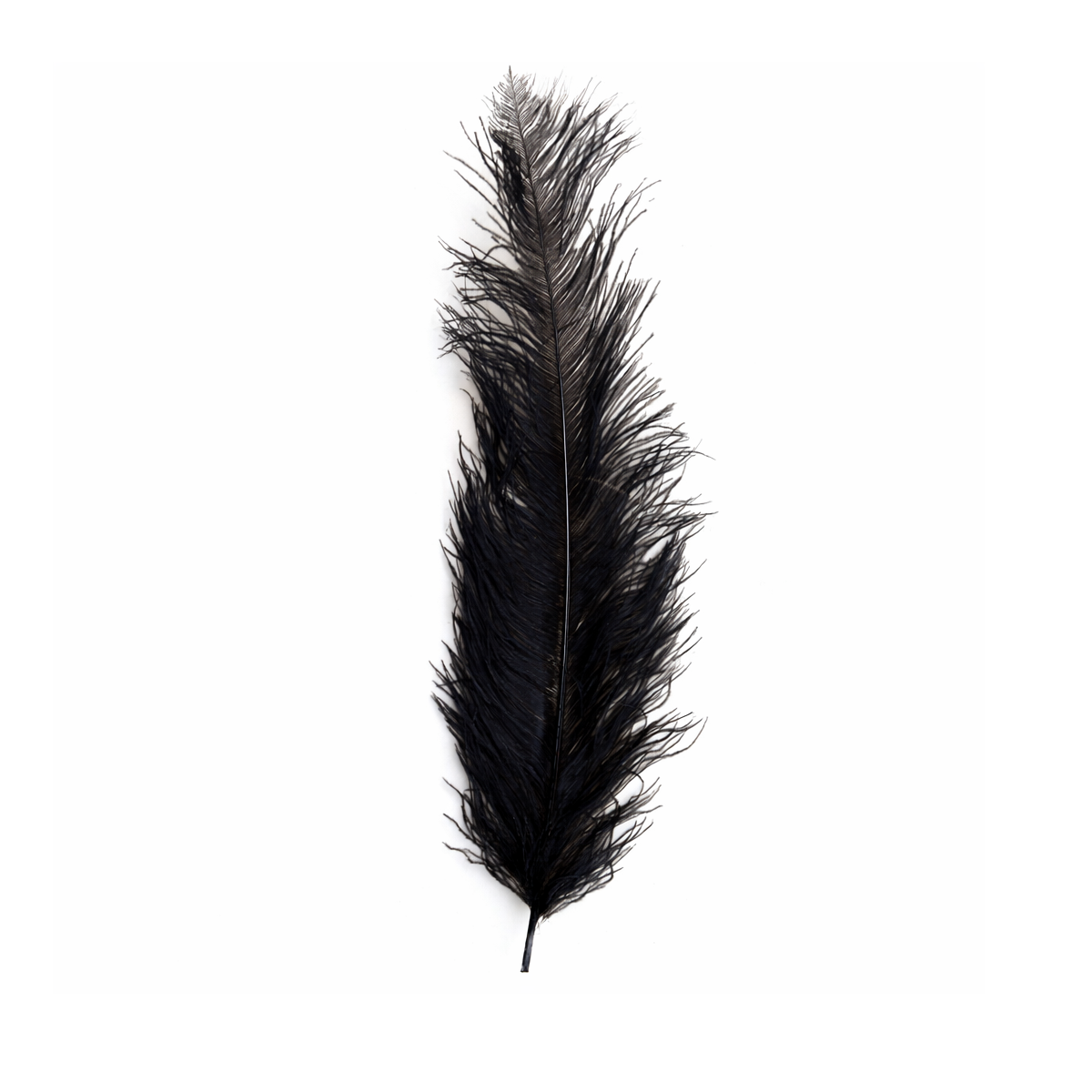 Pluma Avestruz Grande