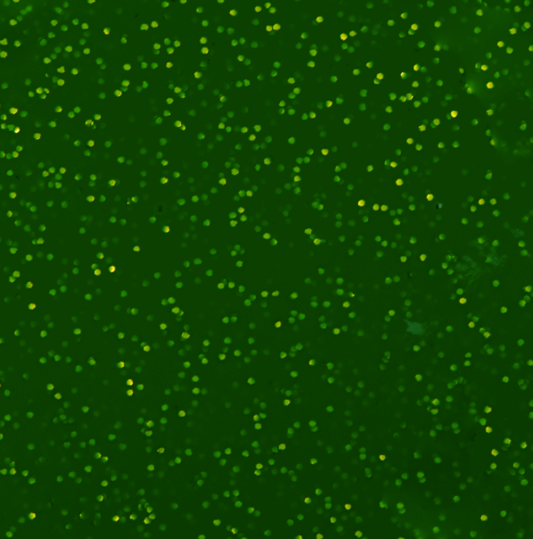 Pintura Tela Satín Cristal